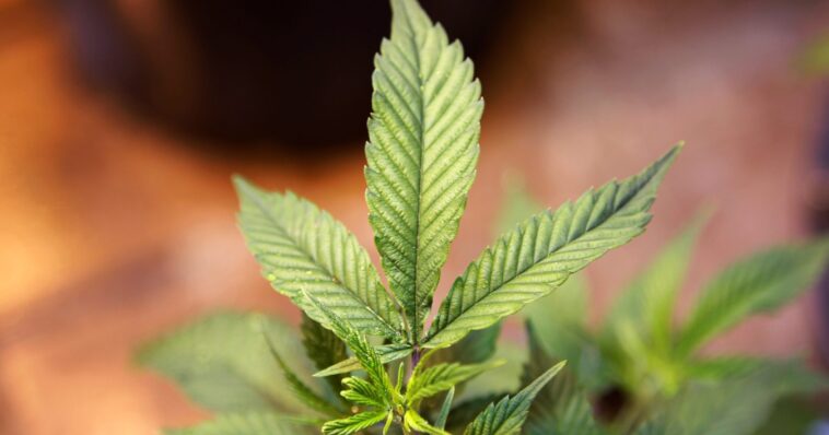 Can too much chlorophyll make you sick?