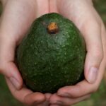 Do cartels own avocado?