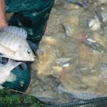 Does tilapia eat poop?