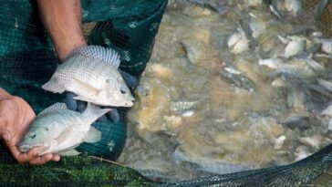 Does tilapia eat poop?