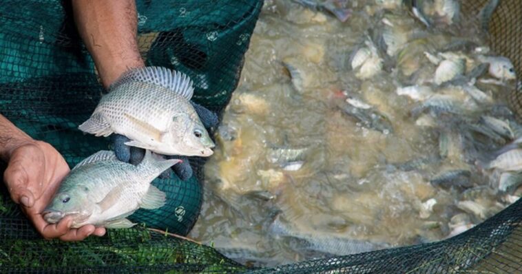 Does tilapia eat poop?