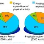 How long does it take to reset your metabolism?