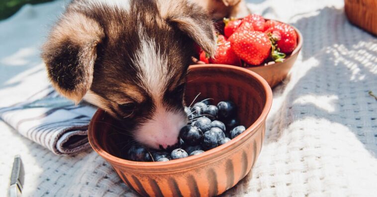 How many blueberries can I eat a day?