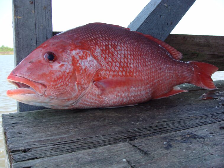 Is red snapper an expensive fish?