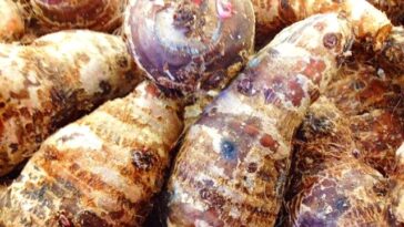 Is taro root good for weight loss?