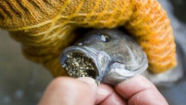 Is tilapia a dirty fish?