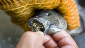 Is tilapia the worst fish to eat?