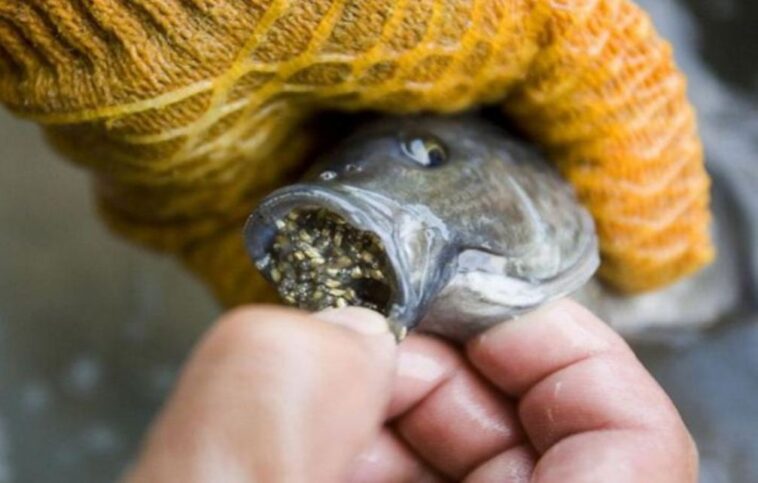 Is tilapia the worst fish to eat?