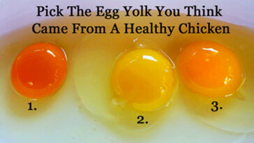What color egg yolk is healthy?