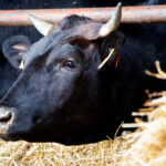 What do Wagyu cows eat?