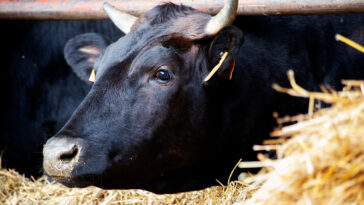 What do Wagyu cows eat?