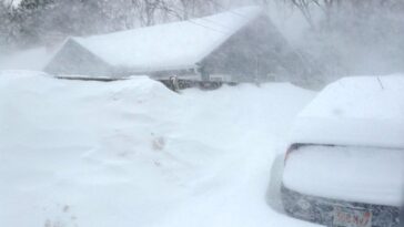 What is the most ordered blizzard?