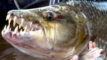 What is the most unhealthy fish to eat?