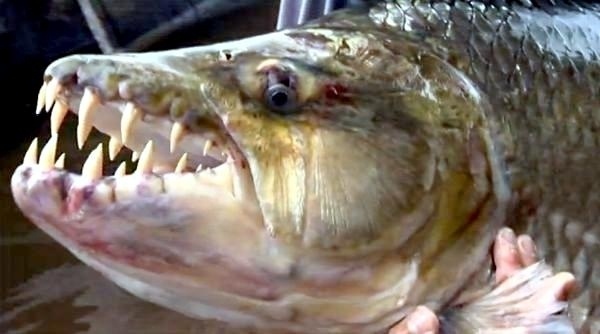 What is the most unhealthy fish to eat?