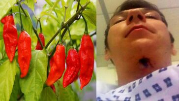 What is the spiciest thing in the world?