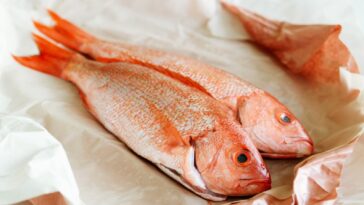 Why should red snapper not be eaten?