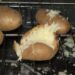 Should you poke holes in potatoes before baking?