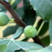 Are unripe figs poisonous?