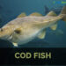 Is black cod fish healthy?