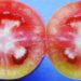 Why do tomatoes have hard white spots inside?