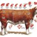 Quants bistecs de porterhouse hi ha en una vaca?